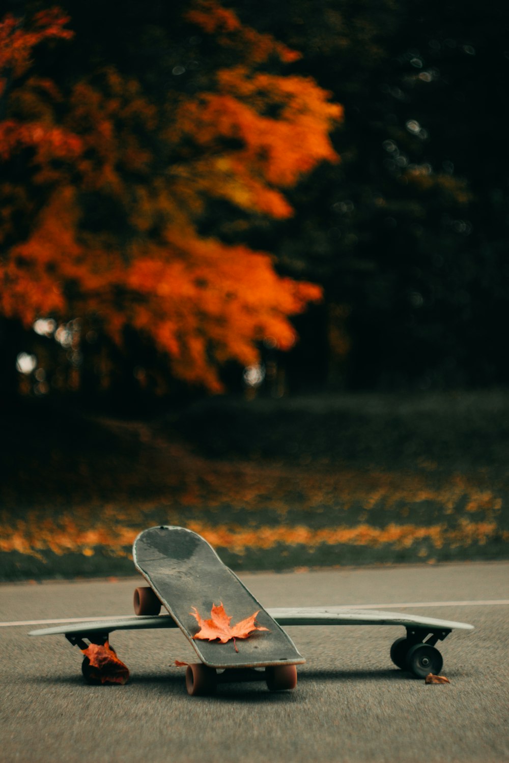 red maple leaf on skateboard