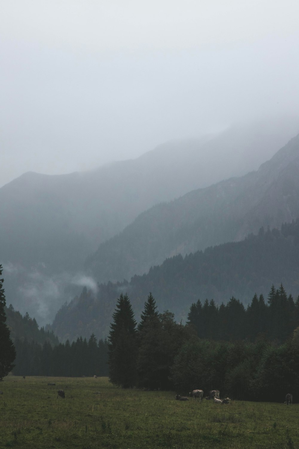 pine trees and mountain