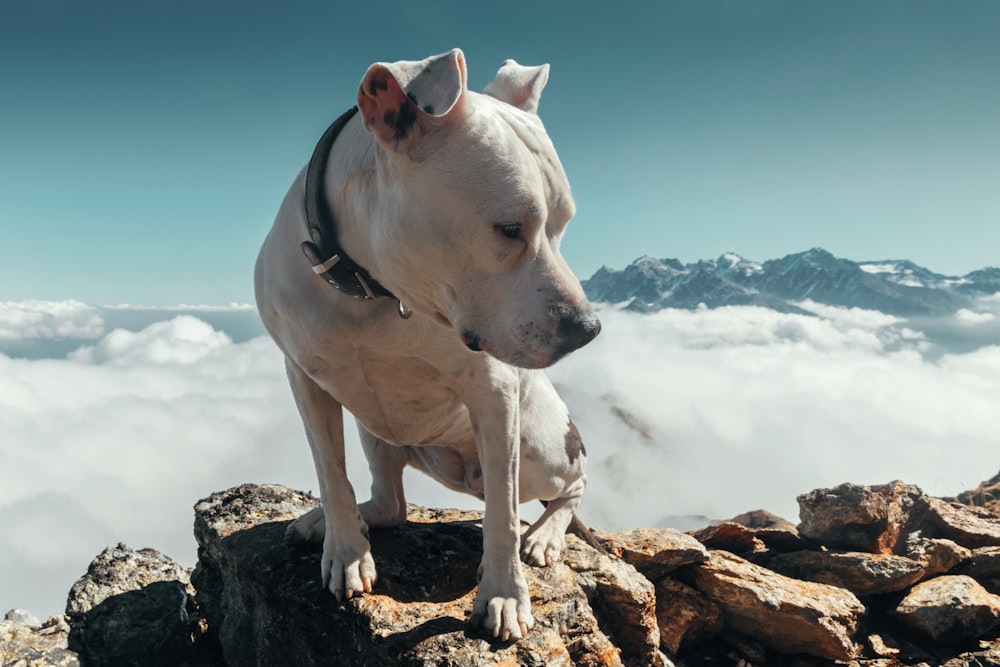 adult white pit bull on rock