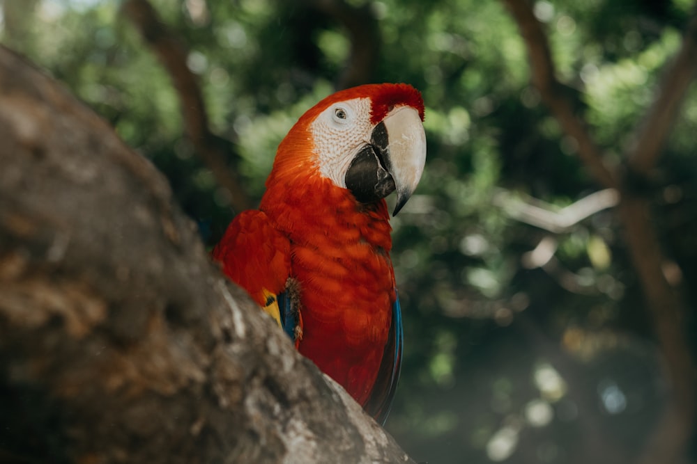 red scarlet macaw on tree branch