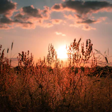 Guests enjoying a sunset view over golden fields with farmers working nearby.