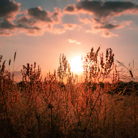 Guests enjoying a sunset view over golden fields with farmers working nearby.