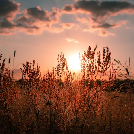 Sunset view over a protected natural habitat showing diverse flora and fauna.