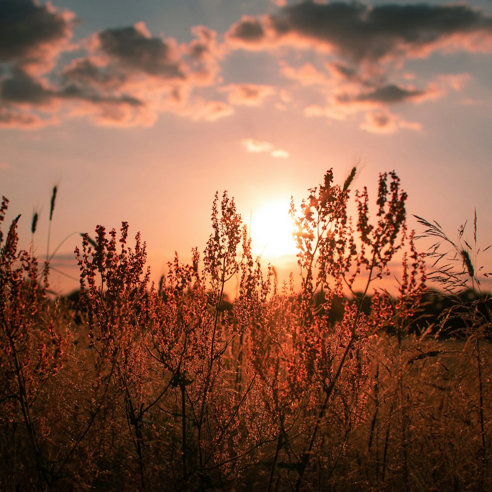 brown grass field during daytime