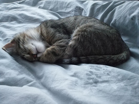 A small tabby cat is curled up and sleeping peacefully on a soft, light-colored blanket. The cat's fur is a mix of gray and brown tones, with faint stripes visible. Its paws are tucked under its chin, and the eyes are gently closed, conveying a sense of comfort and warmth.