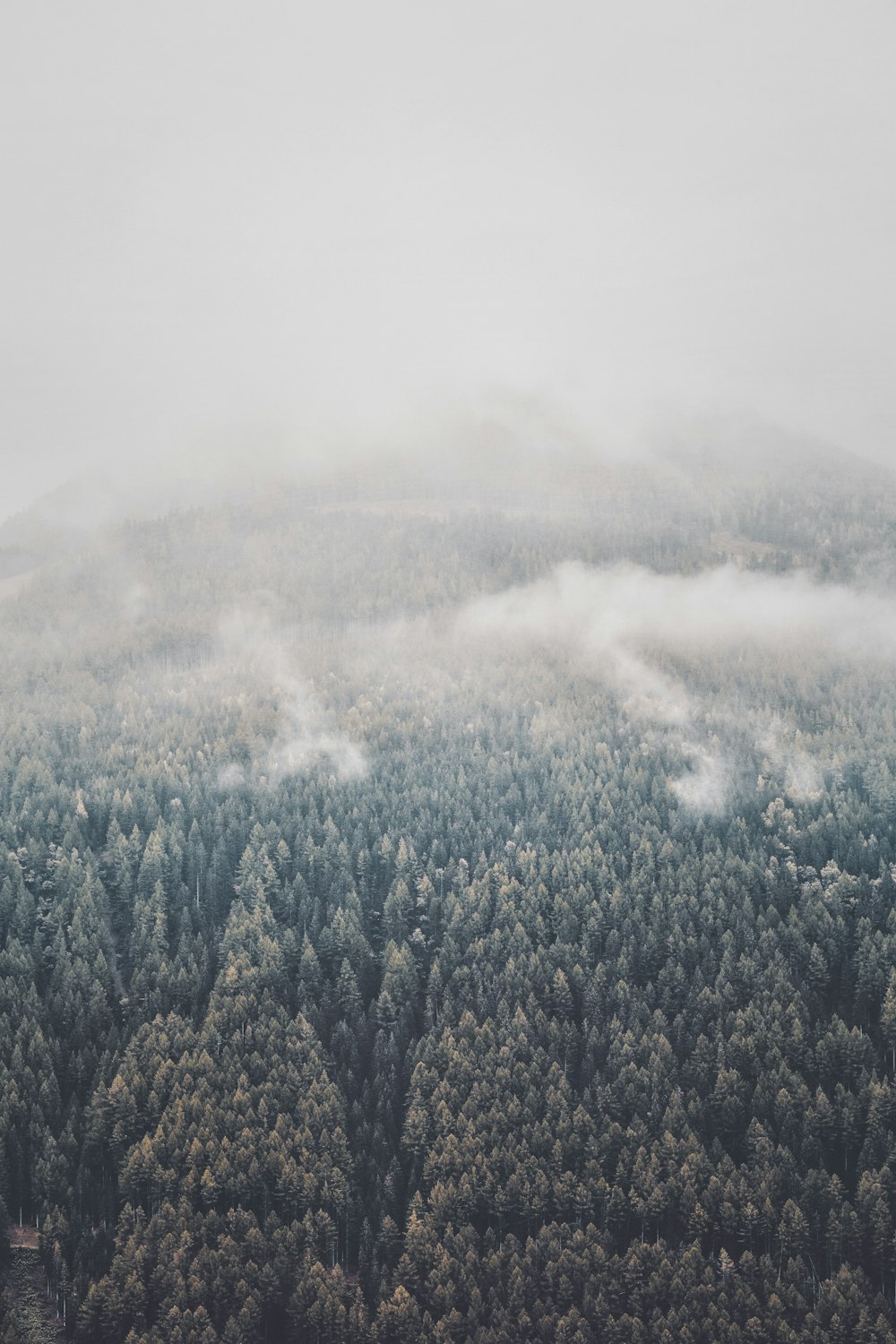 pine foggy trees