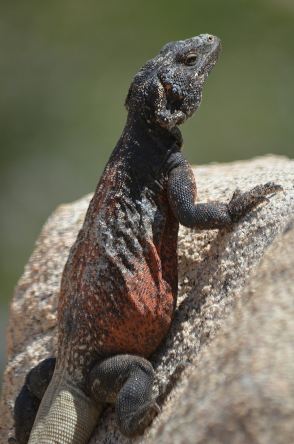 gray and red monitor on rock