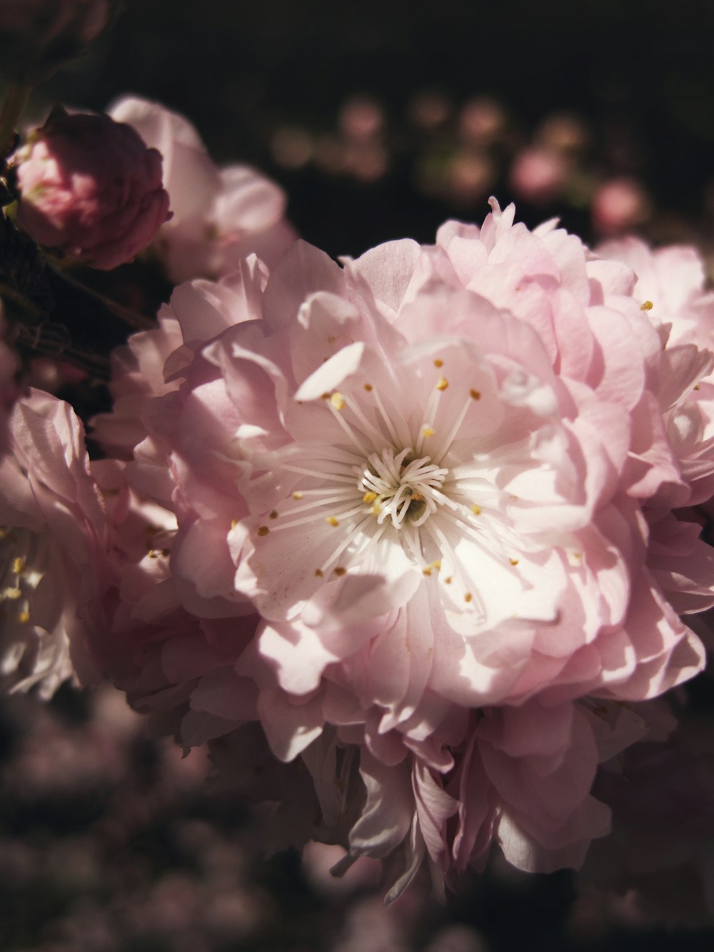Fotografía macro de flores rosas