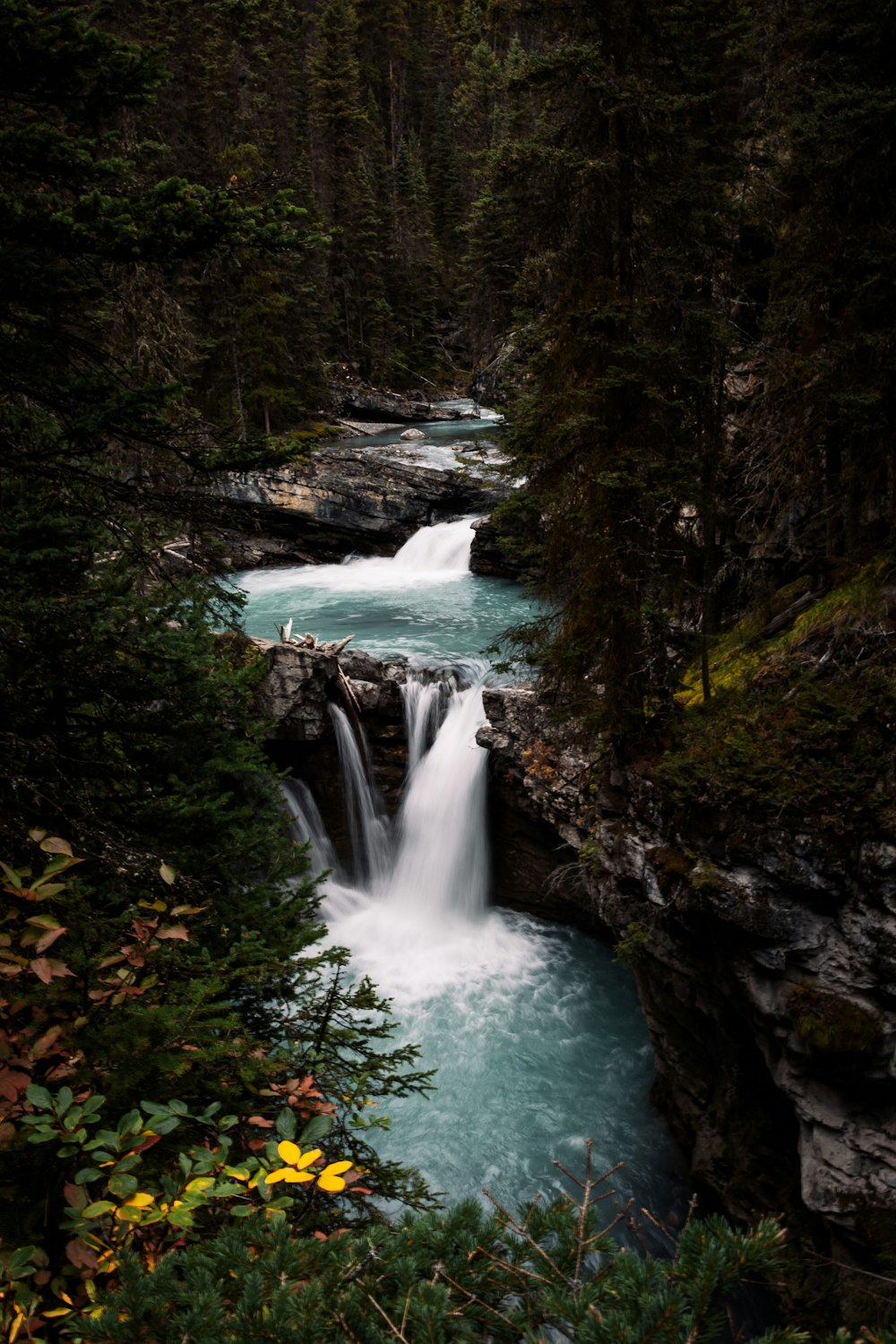 trees beside waterfalls