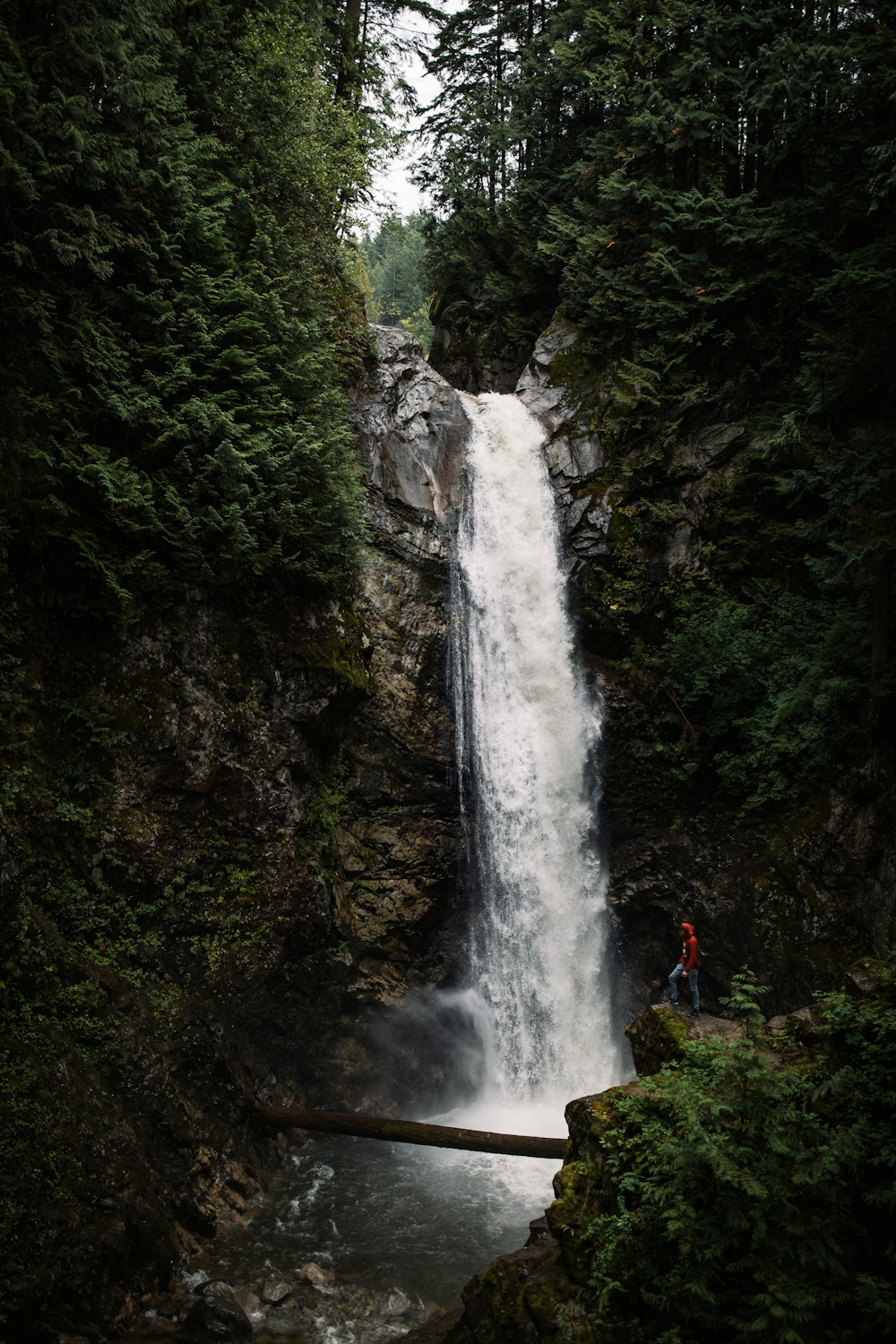 trees near waterfalls