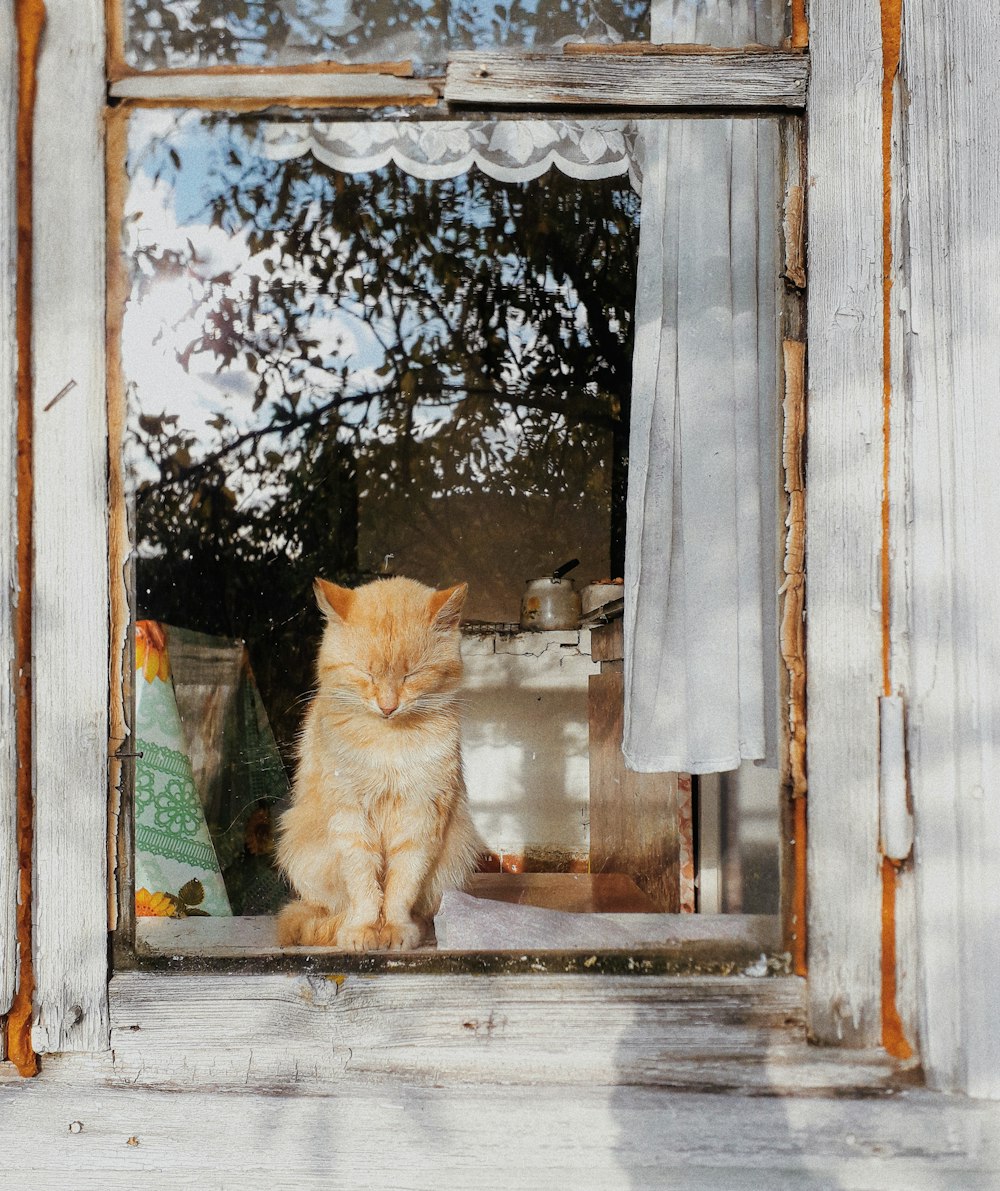 orange tabby cat inside closed glass window