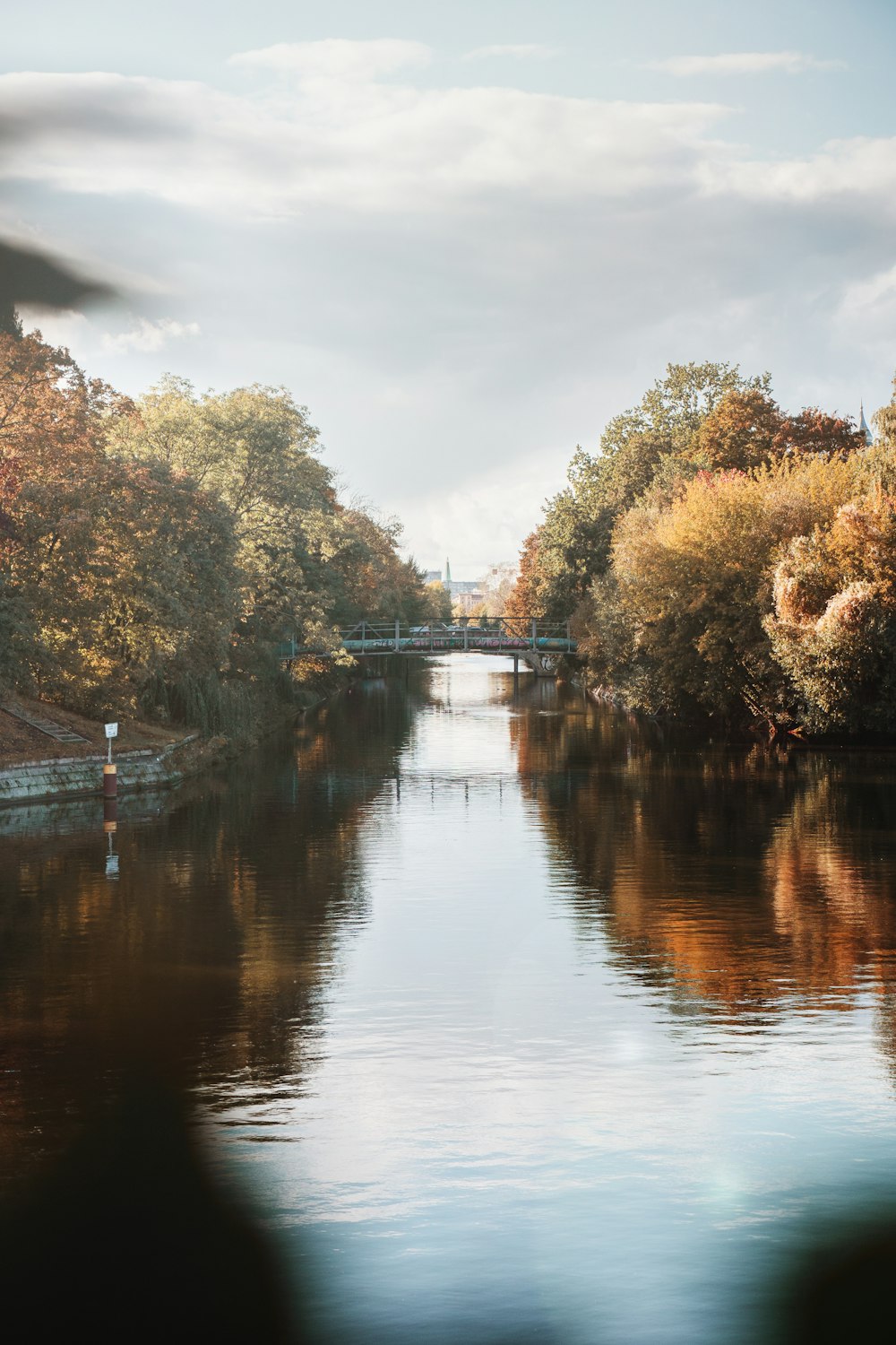 brown trees and body of water