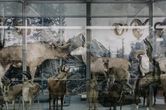 A display case containing various taxidermy animals, including deer, mountain goats, and rams. The background features a painted scene of a mountainous forest landscape.