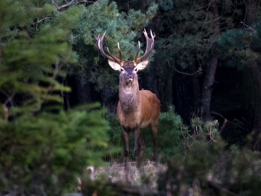 brown deer standing near trees