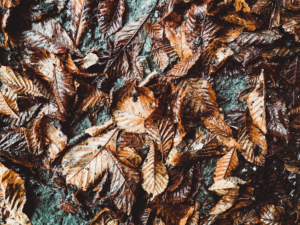 macro photography of brown leaves