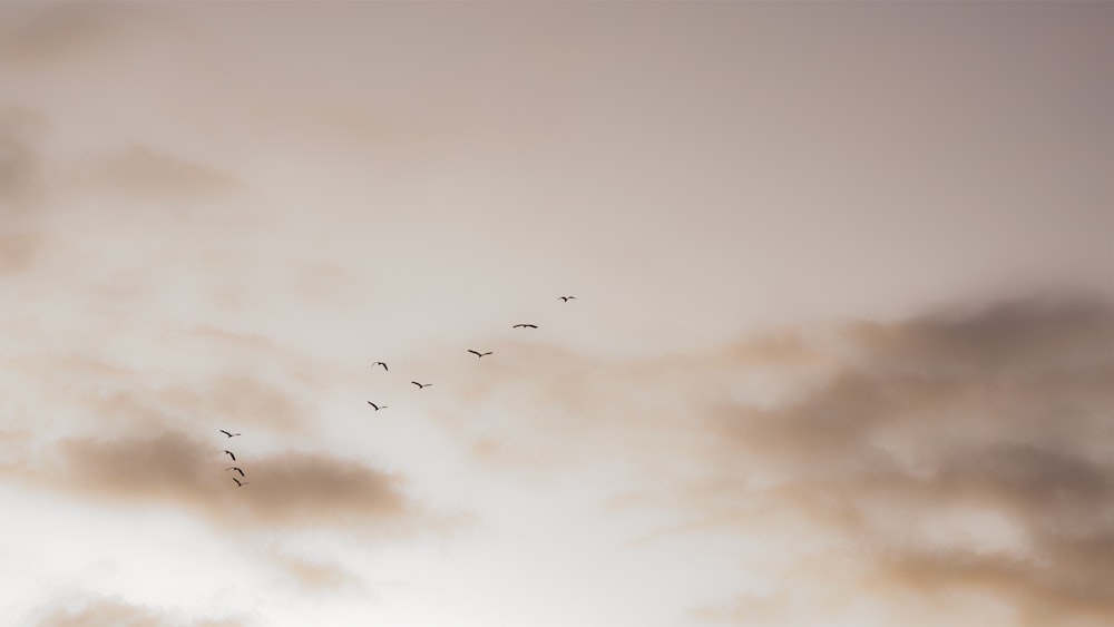 flock of bird soaring on sky