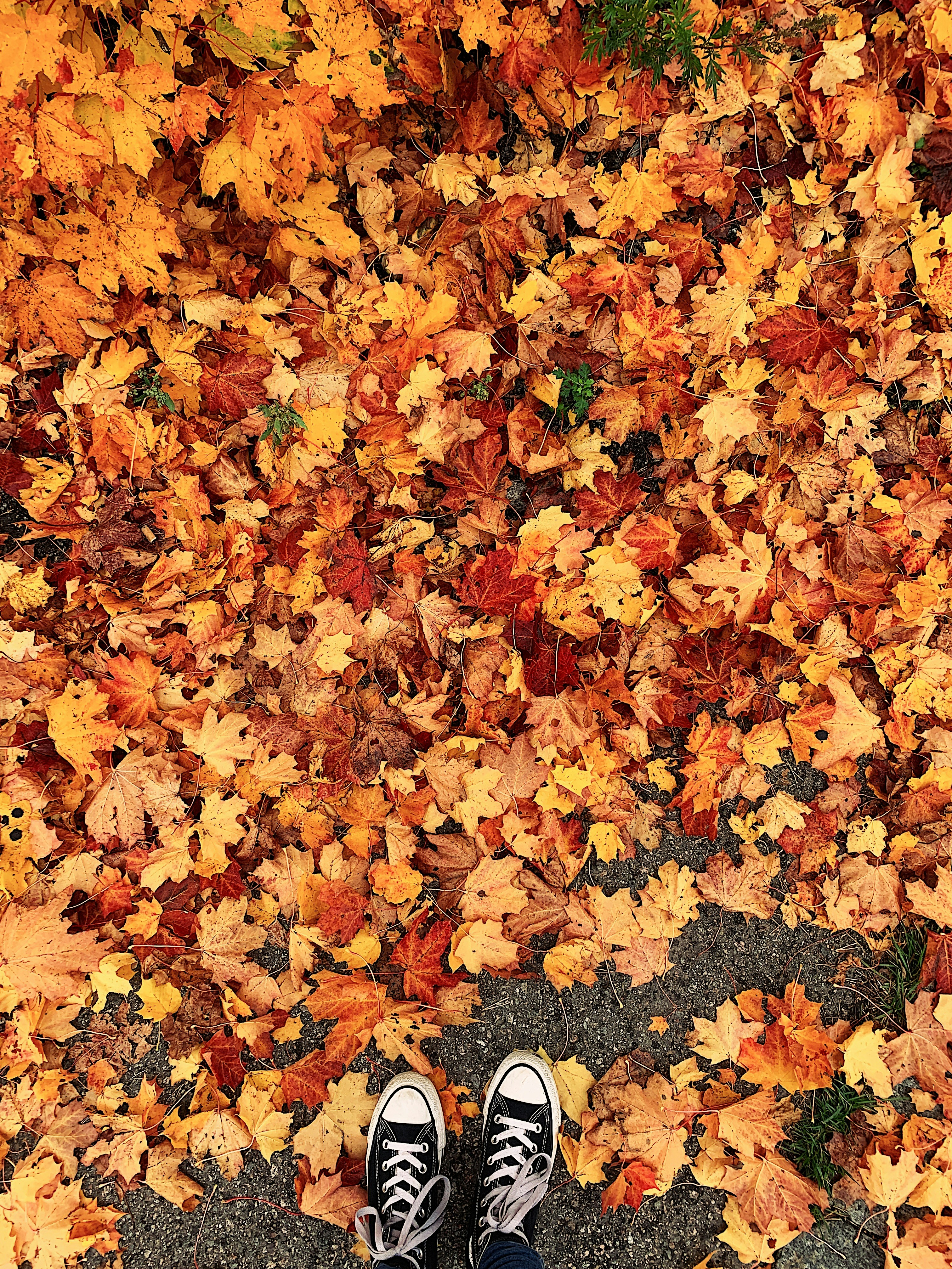 올가을 새로운 운동화 트렌드와 추천