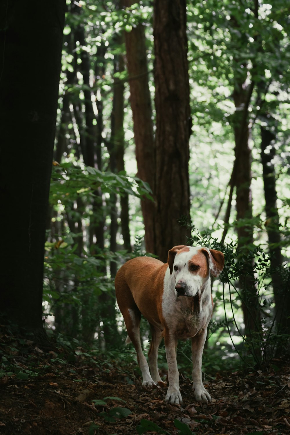 white and brown dog standing in forest