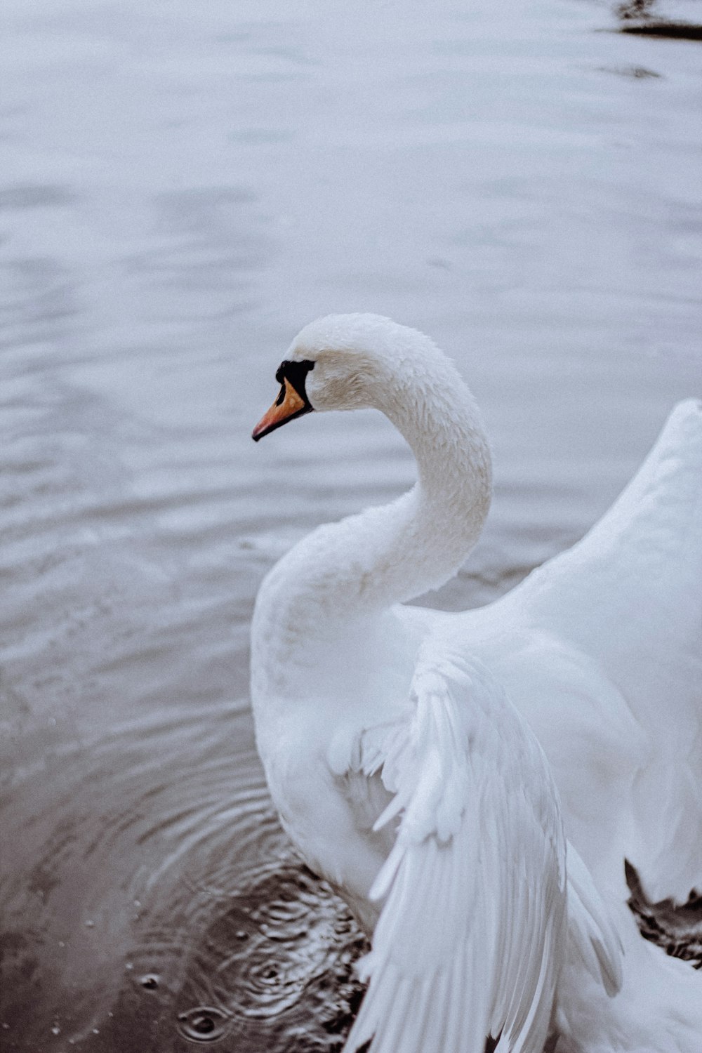 photo of white swan