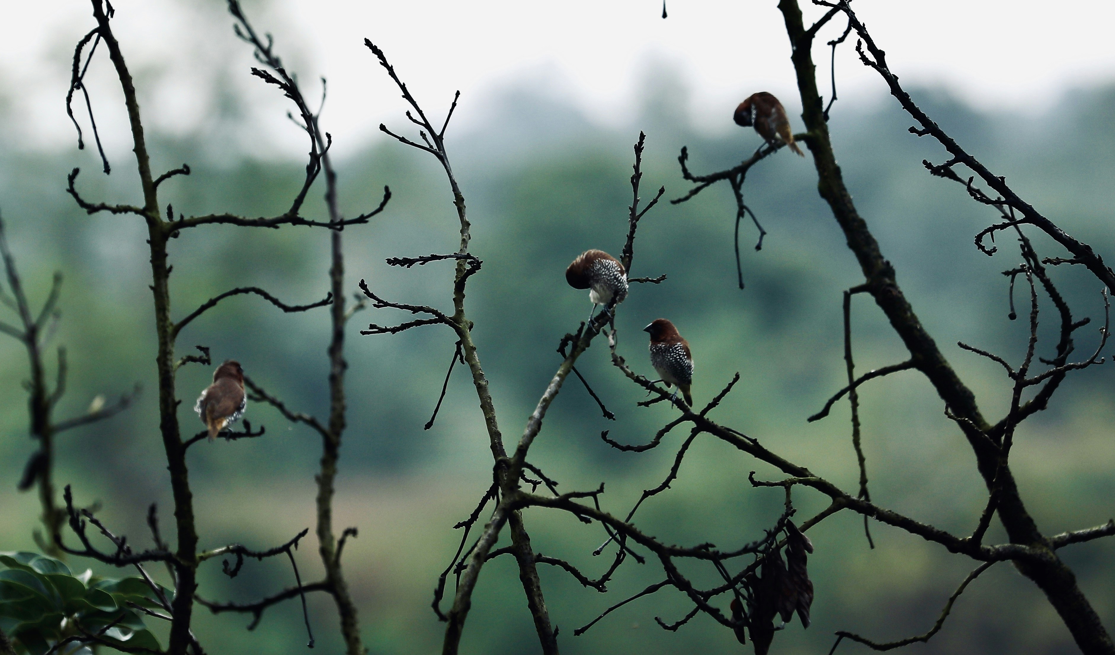 Photo by suryadeepak