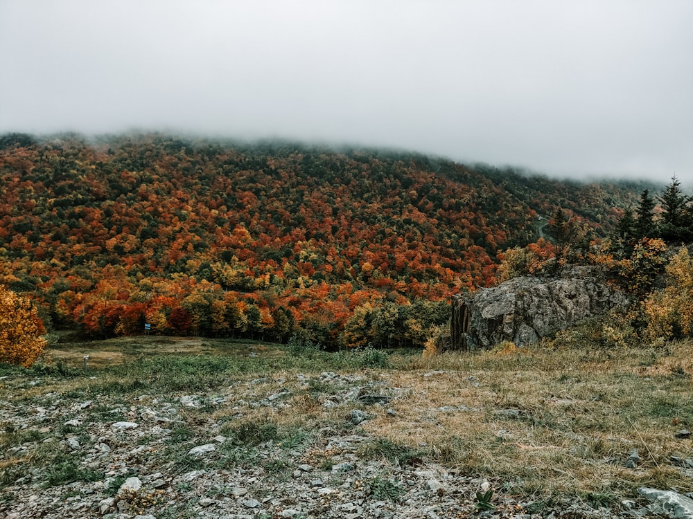 brown and green forest photo