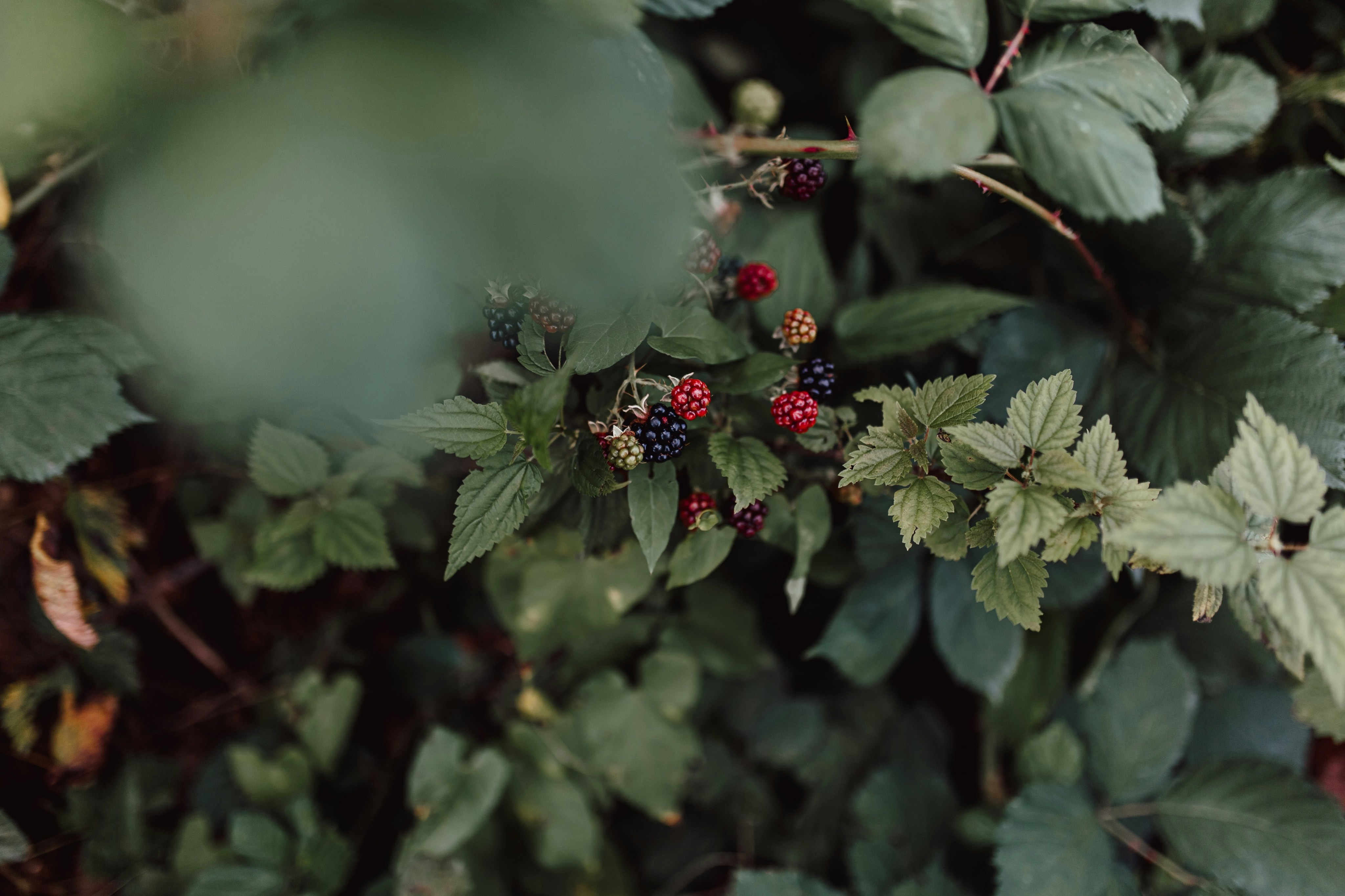 Photo by natureuninterrupted1