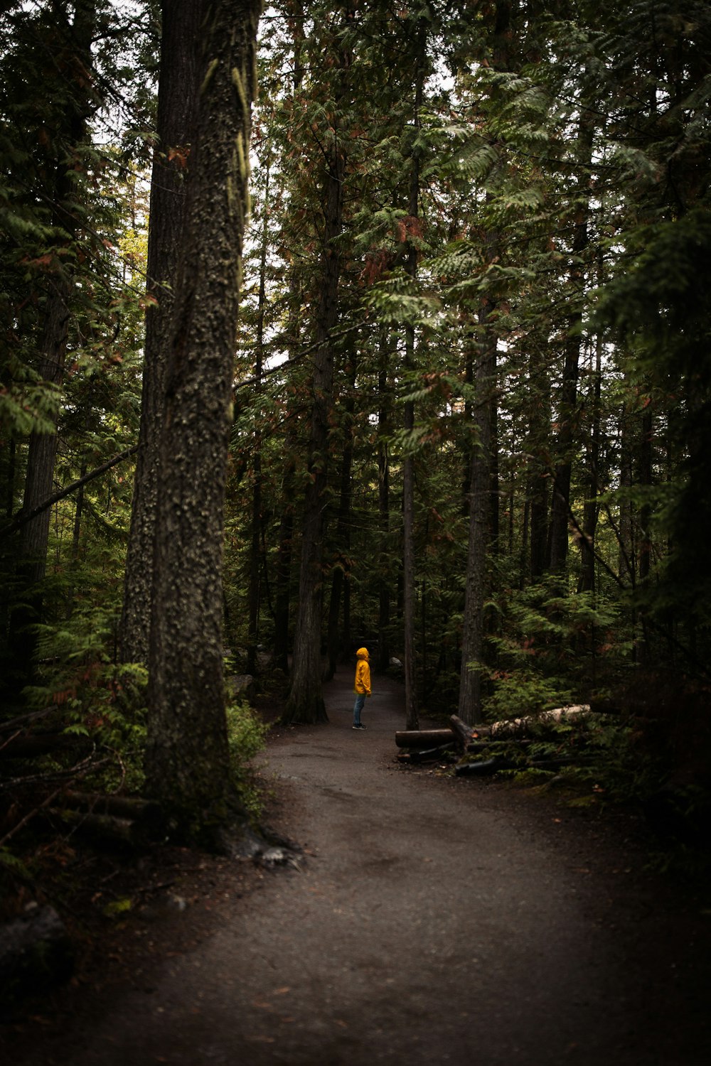 forest during daytime