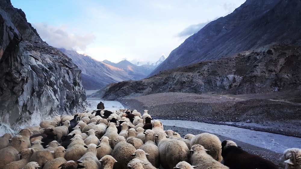 Photographie en gros plan de moutons noirs et bruns