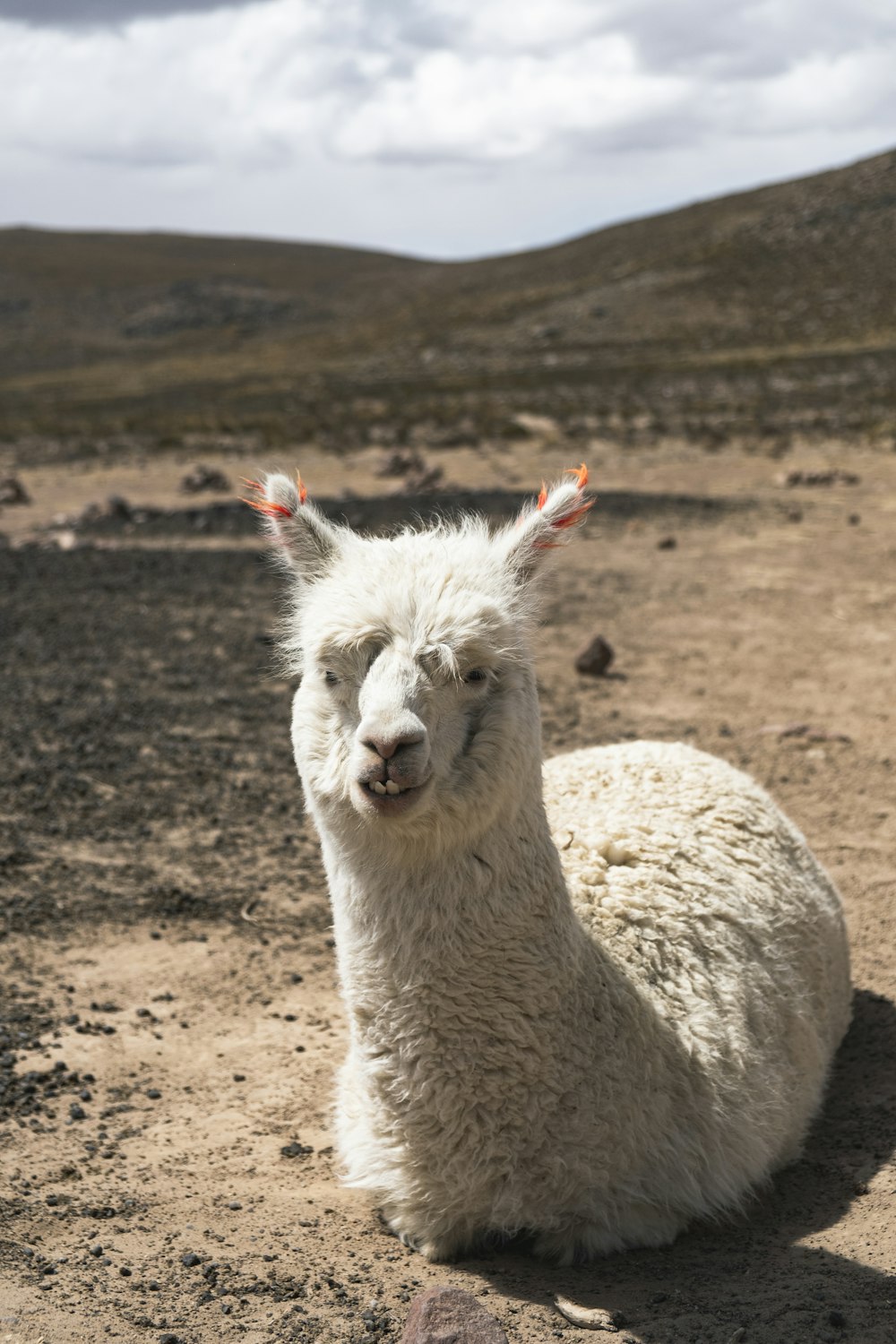 white llama