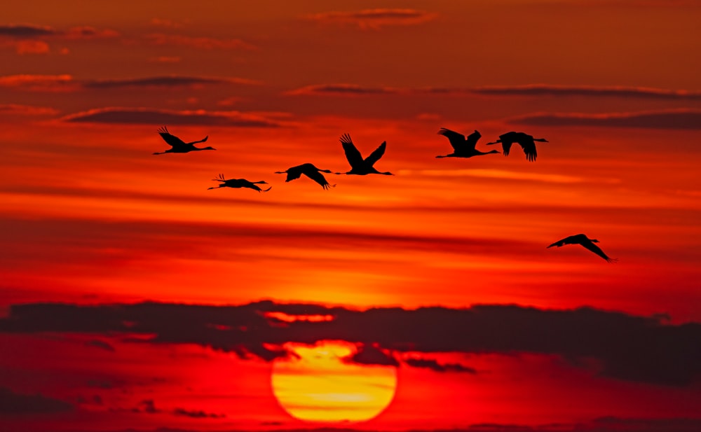 time-lapse photography of flock of birds in flight during golden hour