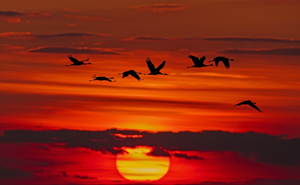 time-lapse photography of flock of birds in flight during golden hour