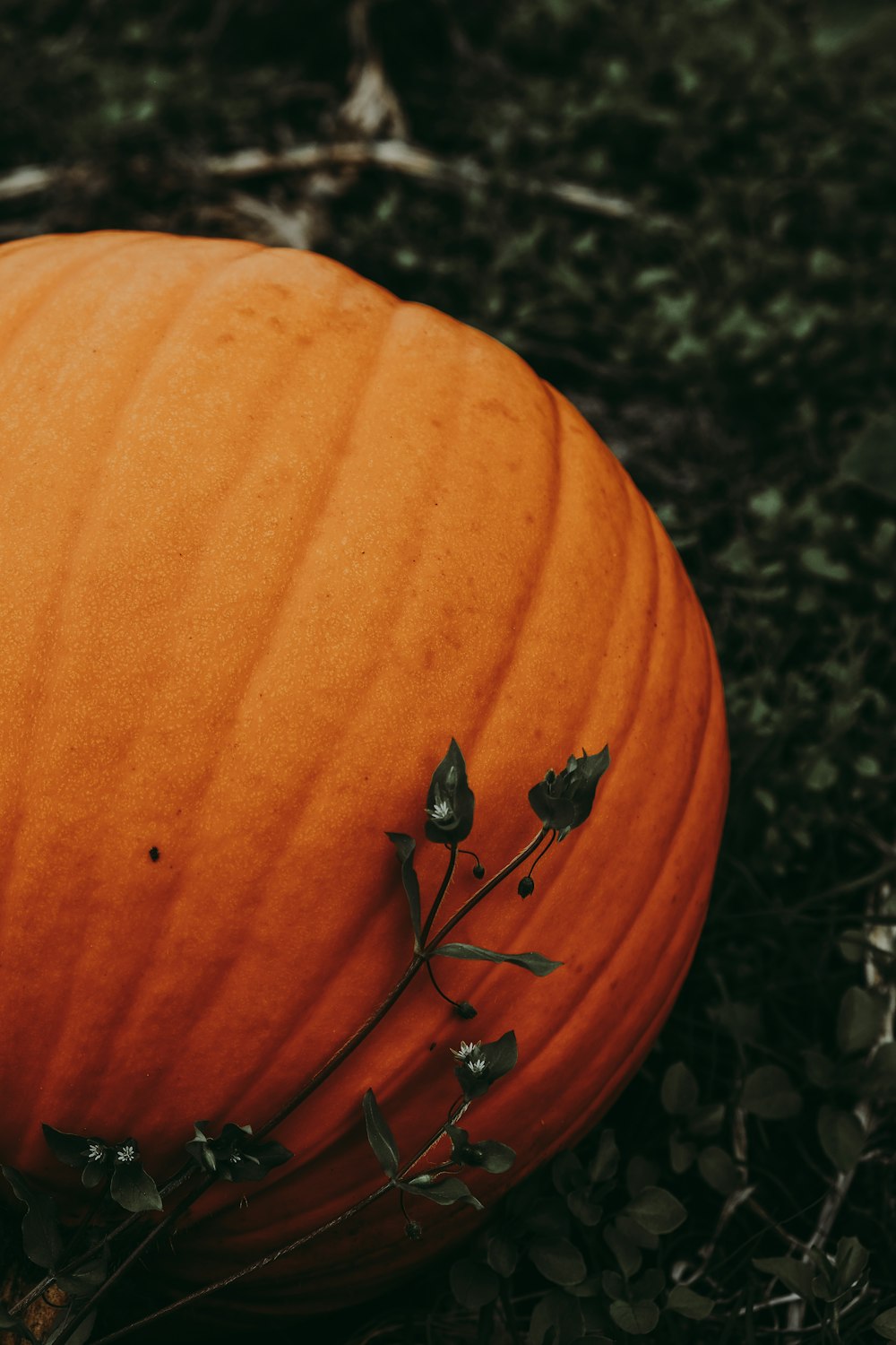 photo of orange squash