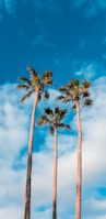 green palm trees during daytime