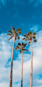 green palm trees during daytime