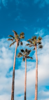 green palm trees during daytime