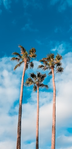 green palm trees during daytime