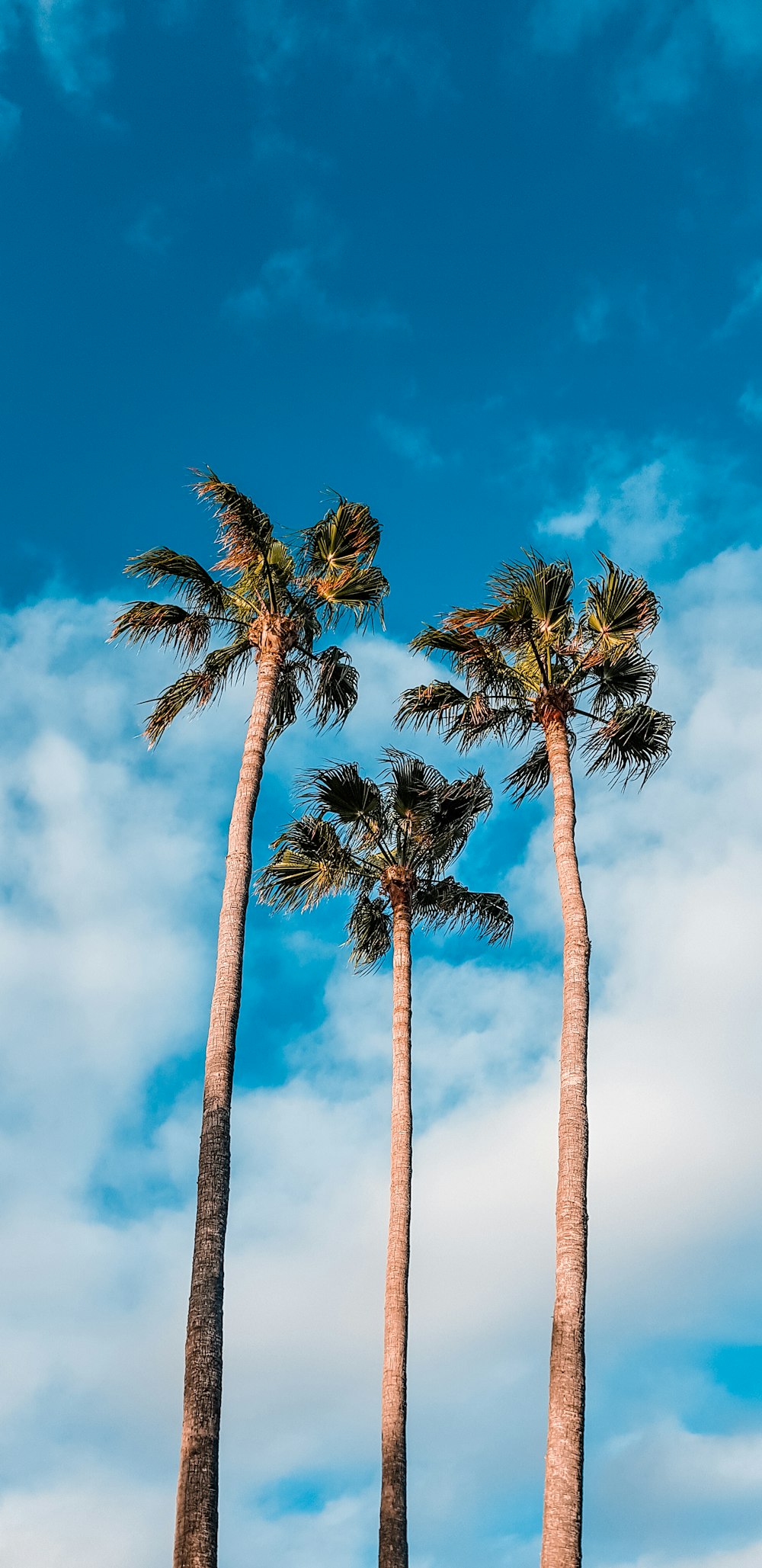 Palmeras verdes durante el día