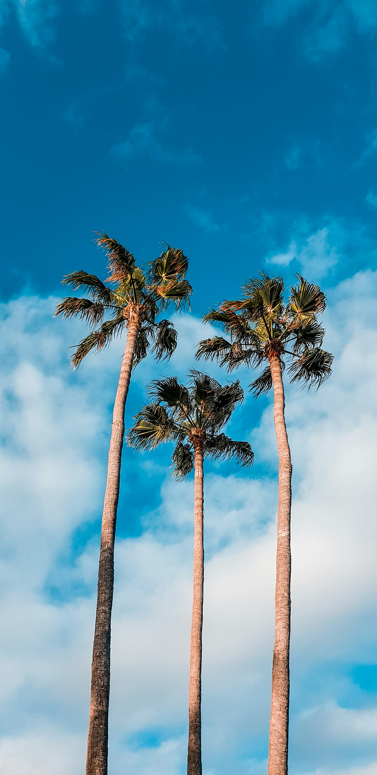 Samsung Galaxy S8 Rear Camera sample photo. Green palm trees during photography