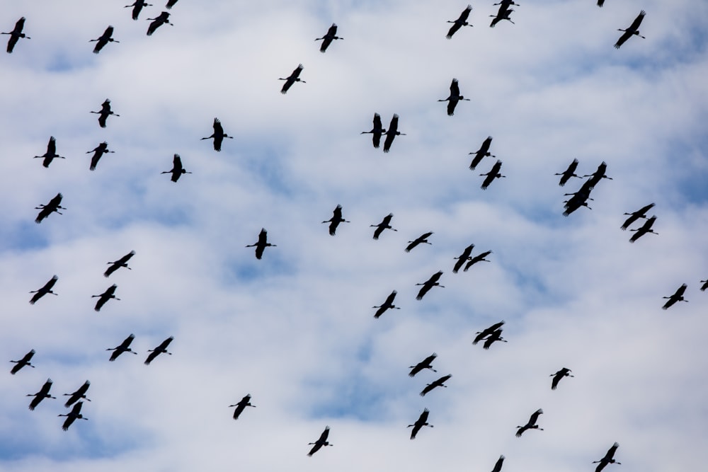 flying flock of birds during daytime
