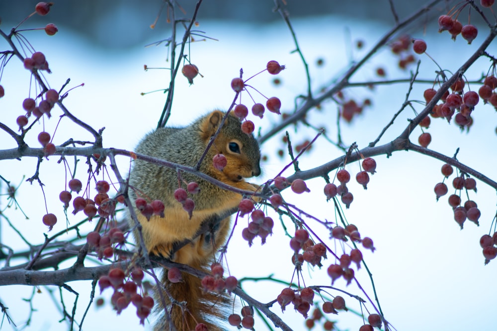 squirrel on tree