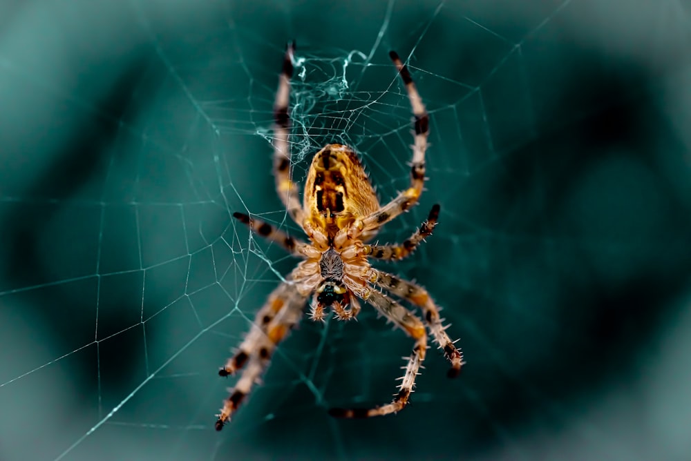 Photographie en gros plan de l’araignée sur la toile
