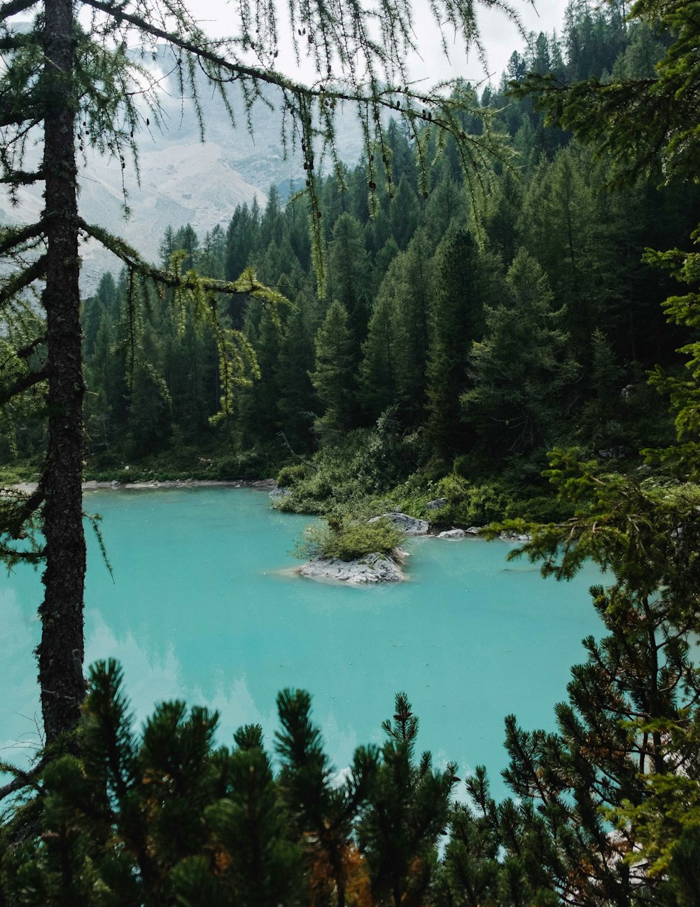 green trees and body of water