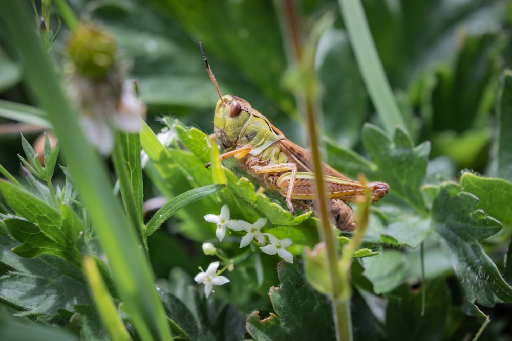 macro photography of brown and green grasshopper on green leaves