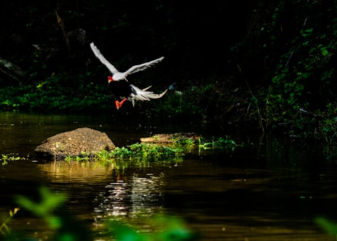 A bird with striking black, white, and red plumage is captured in mid-flight over a tranquil stream surrounded by lush greenery. The scene is set in a forested area, with sunlight filtering through the trees and reflecting off the water.
