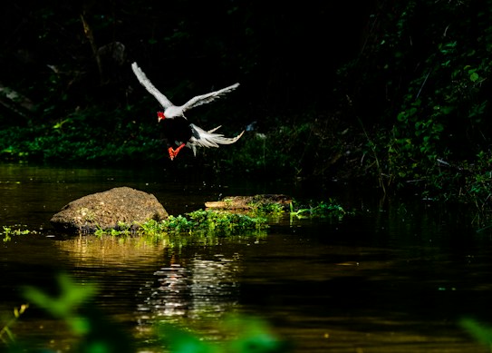 A bird with striking black, white, and red plumage is captured in mid-flight over a tranquil stream surrounded by lush greenery. The scene is set in a forested area, with sunlight filtering through the trees and reflecting off the water.
