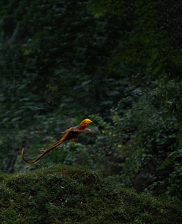 A colorful bird mid-flight against a backdrop of lush foliage