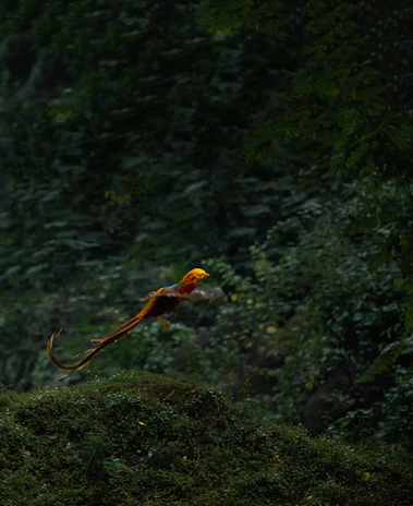 A vibrant image of a colorful tropical bird mid-flight against a lush green forest backdrop.
