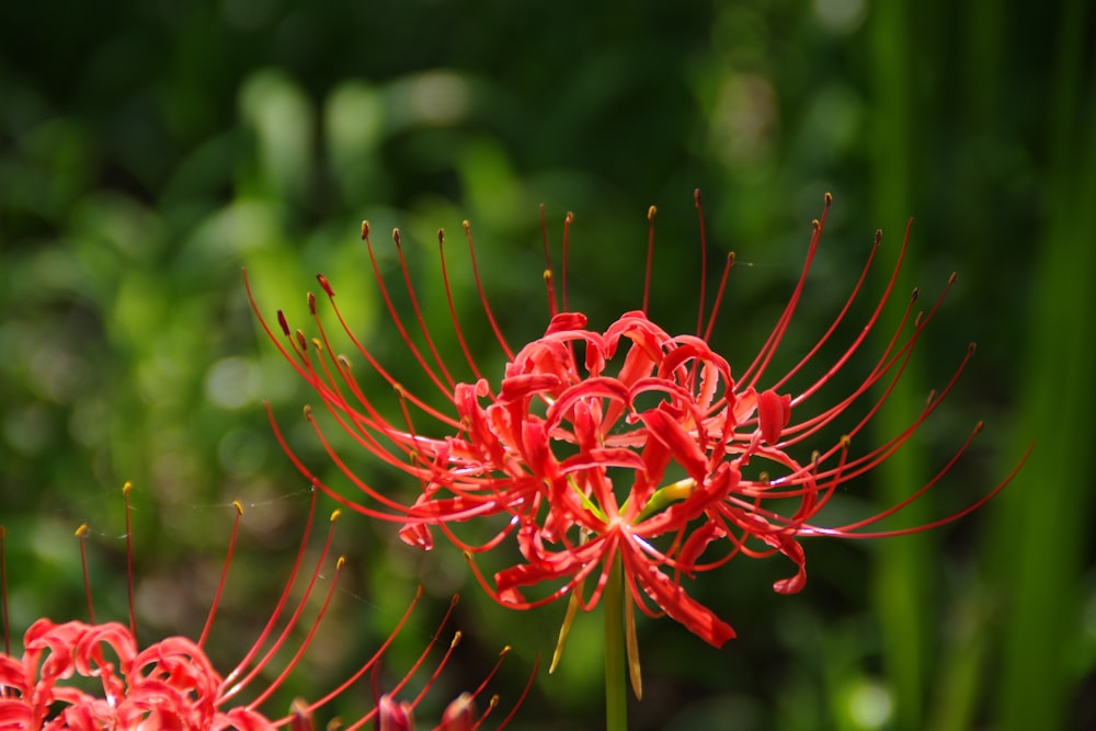 shallow focus photo of red flowers