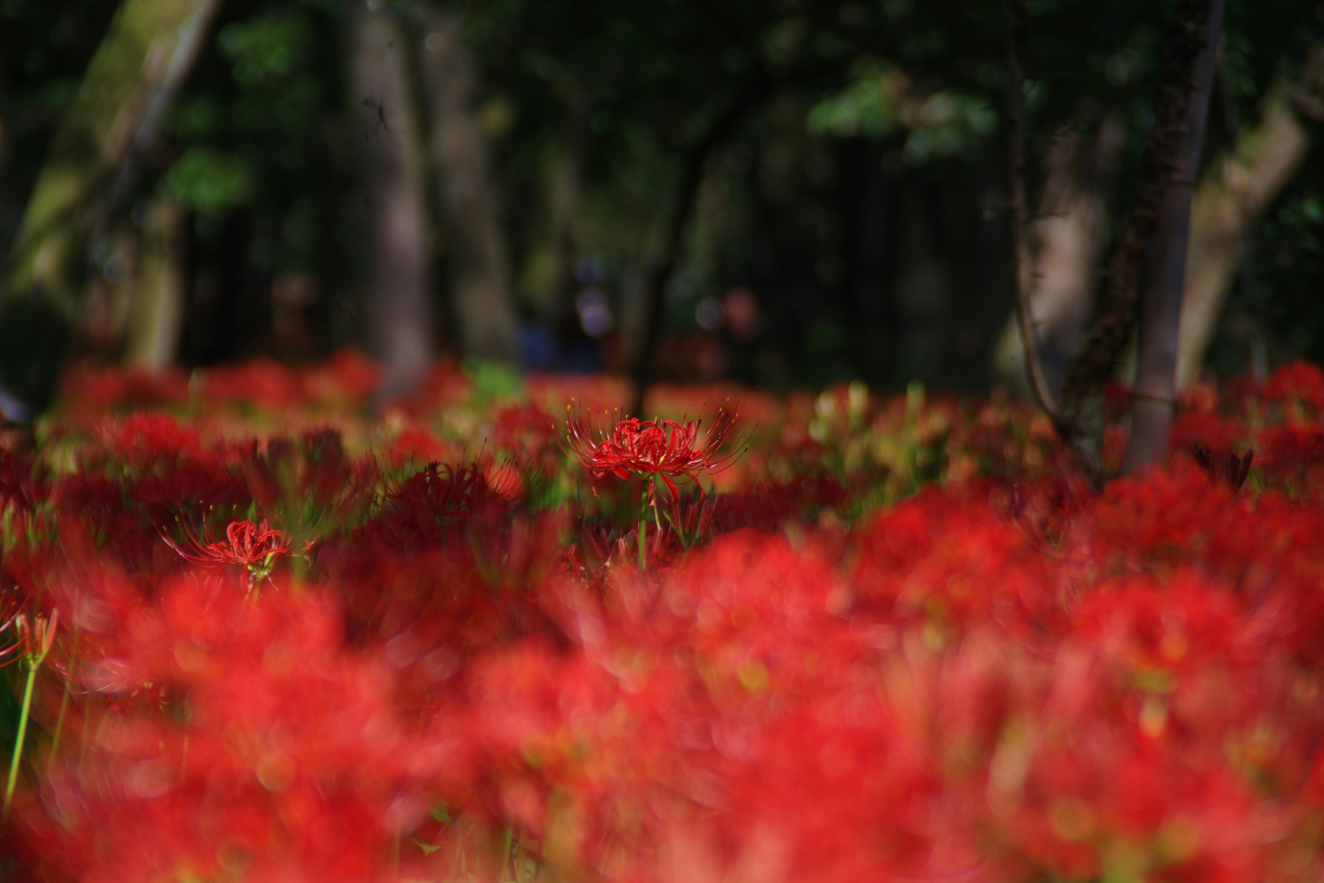 Saitama, Japan - None