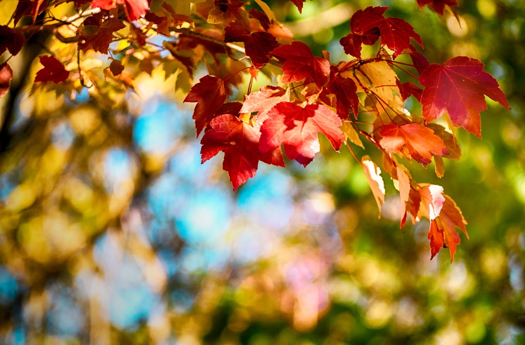 selective focus photography of red and green trees during daytime